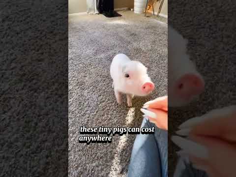 Mini Pigs: The Adorable Luxury Pet You Didn’t Know You Needed! #pets #animals