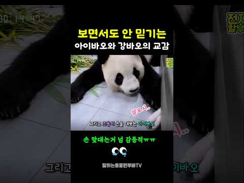 얼마나 사랑받으면 저렇게 될까?..  #아이바오