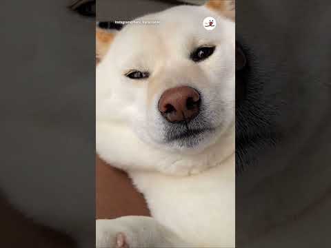 犬の動画サムネイル - 小柄と言われてた子が…😂💕｜PECO