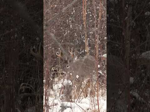 When it’s so cold it hurts to breathe.. #deer #wildlife #hunting