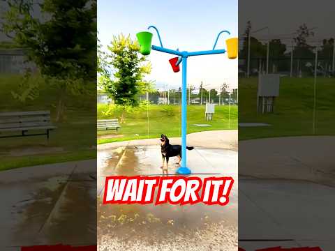 Funniest Dog Water Park Moments Ever