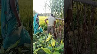 #shortvideo #shorts #shortsfeed #trending