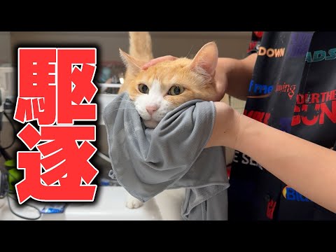 顎がニキビだらけの猫を今日も拭いて黒ずみを駆逐していきます