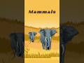 Mammals and Their Diversity