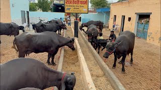 👍📞☎️ 9518675909 , 20 मुर्रा भैंसों की तैयारी महाराष्ट्र लातुर उदगीर व रेनापुर के लिए