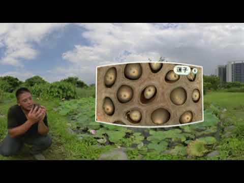 四上第二單元水生生物_水生生物360度導覽 - YouTube