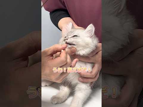 鼻ズボを頑張るスコティッシュフォールド