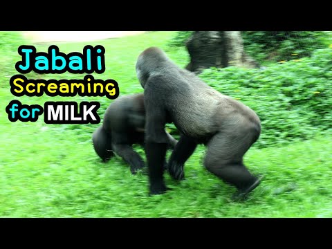 Gorilla Jabali screaming for milk,sweet Iriki protect Jabali,Ringo play w/J金剛猩猩Jabali討奶不成尖叫Iriki護著J サムネイル