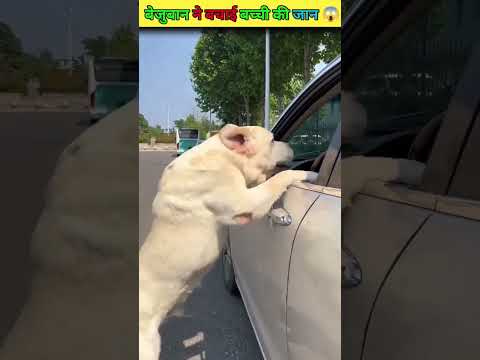 कुत्ते बेजुबान ने बचाई बच्ची की जान 😱 #youtubeshorts #trending #viral #video #factsinhindi #facts