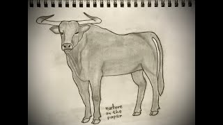 How to draw bull/Aurochs 3/Πως να ζωγραφίσω έναν ταύρο/Ούρους