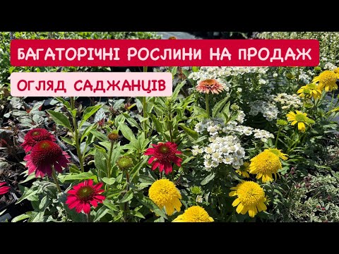 БАГАТОРІЧНИКИ НА ПРОДАЖ | НЕВИБАГЛИВІ РОСЛИНИ НА БУДЬ-ЯКИЙ СМАК | Садовий простір ʼЗелена Флораʼ🍃