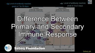 Difference Between Primary and Secondary Immune Response