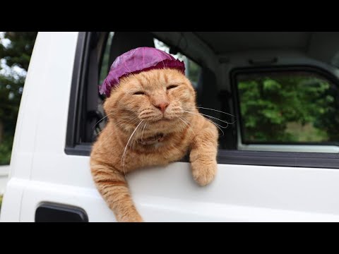 紫キャベツをかぶった猫のかわいい姿と癒しのひととき サムネイル