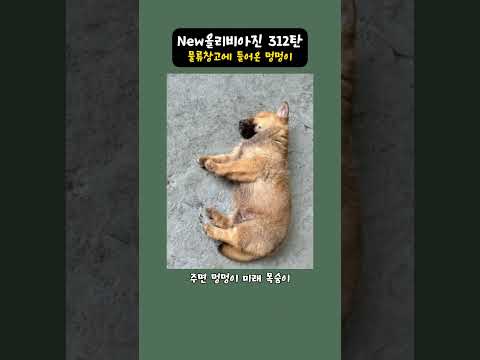 New올리비아진 312탄 - 물류 창고에 들어온 멍멍이