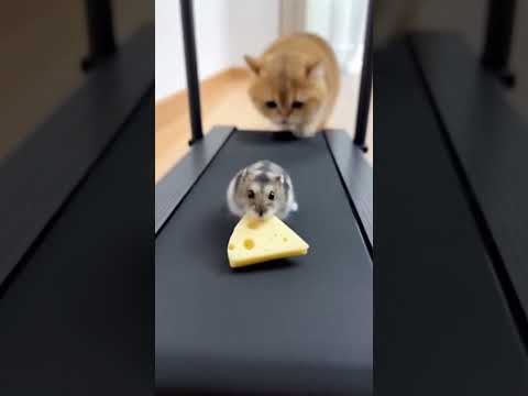 Husky Wipes Out, Launching Hamster to the MOON! 🚀🤯😂