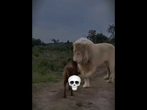 Dog confrontation... 💀