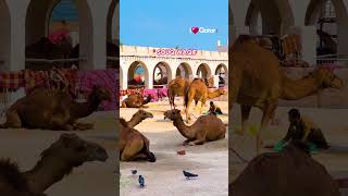 Welcome to Qatar