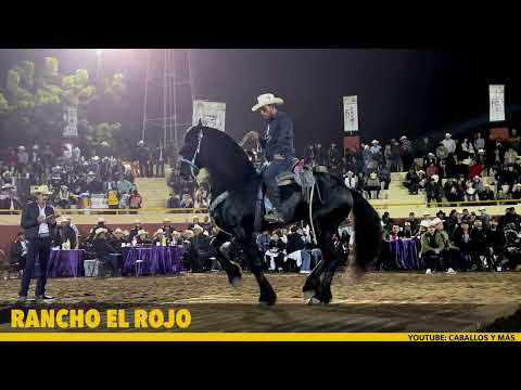 🏆De los MEJORES FRISONES en la FERIA GANADERA DE CULIACÁN!