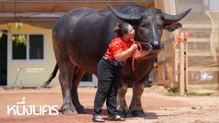 หนึ่งนคร พ่อนครหลวง แม่น้ำฝน ยงอักษรฟาร์ม จ.นครพนม #หลานหล่าChannel #buffalo #ThaiBuffalo🇹🇭