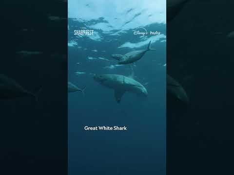 If you want to see a shark, you’re in luck—there are plenty of fin-tastic options around the world 🦈