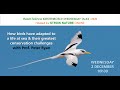 Seabirds and Their Adaptations