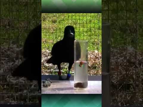 Burung Gagak | Tak Kehabisan Akal #shorts