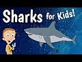 Shark Facts and Characteristics