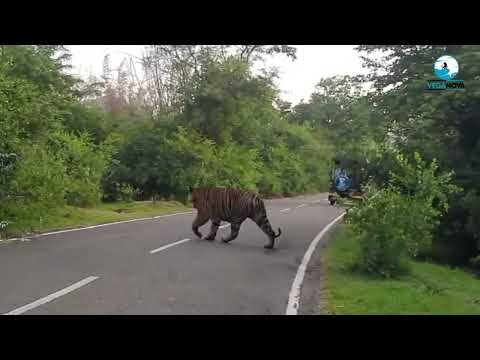 Tiger Crossing Road At Jungle ll Roaring Tiger #wildanimals #tiger  #tigersighting