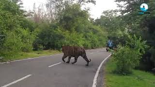 Tiger Crossing Road At Jungle ll Roaring Tiger #wildanimals #tiger  #tigersighting