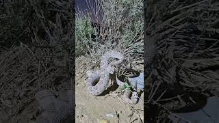 #snake #reptiles #desertwildlife #wildlife #nature #rattlesnake