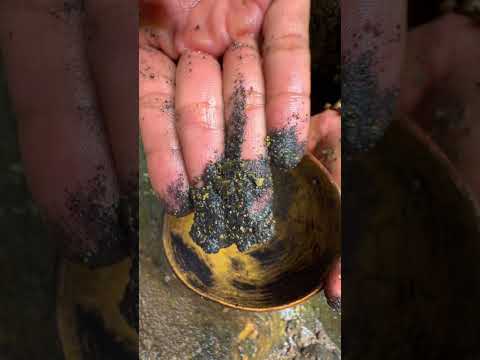 The most gold is only in stone holes like this because this is a natural gold trap