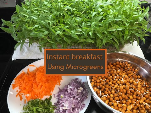 How to cook MICROGREENS | Microgreens Recipes | High Protein Instant Breakfast | Weightloss Recipes