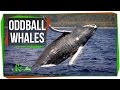Earth's Minerals and Unique Whale Populations
