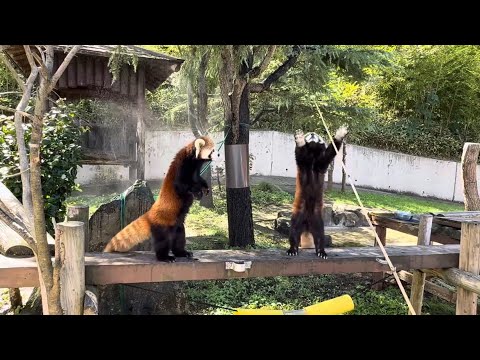 円実ちゃんと令花ちゃんのレッサーパンダ食事シーンをご覧ください サムネイル