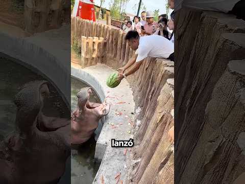 Este Hipopótamo Sólo Quería Una Sandía 🥹🍉