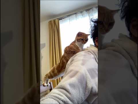 『猫背』とは? #cat #かしわねこ #元気になる動画 #猫のいる暮らし