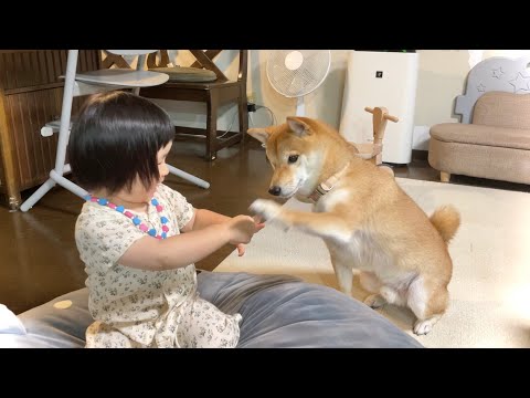 柴犬りんご郎 Shiba Inu Ringoroの最新動画 Youtubeランキング