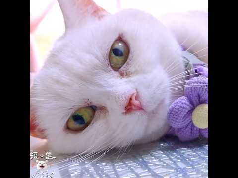 いろんなへそ天を見せてくれる白猫　#白猫 #マンチカン #短足