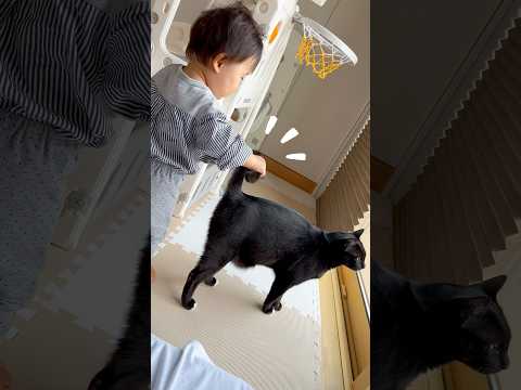 猫に遊ばれる赤ちゃん🤭 #1歳 #保護猫 #baby #cat