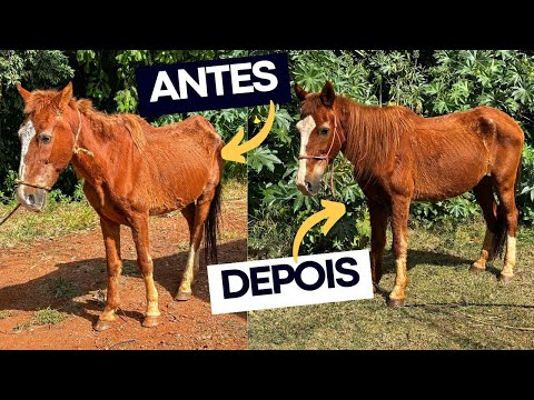 COMO O POTOCÓ ESTÁ APÓS 2 MESES DO RESGATE? 🤔 dando banho no Alípio Paçoca 🐴