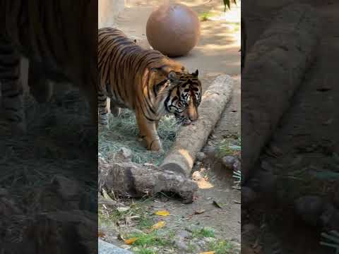 CJ the Sumatran Tiger at the L.A. Zoo!