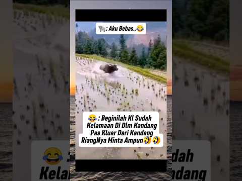 KERBAU RIANG BIKIN SAYANG...!!!