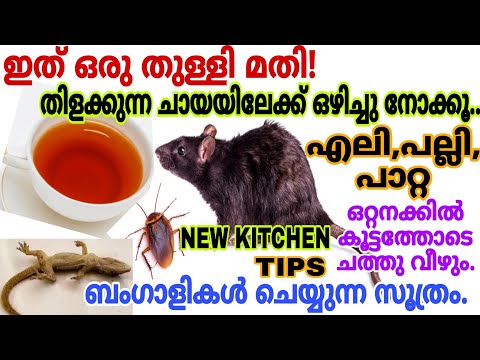 ബംഗാളികൾ ചെയ്യുന്ന സൂത്രം എലി പല്ലി പാറ്റ കൂട്ടത്തോടെ ചത്തുവീഴും|Easy way to get rid rat in our home