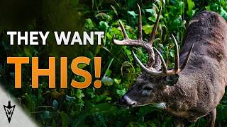 Everything You Need To Know About Food Plots, What Works For Us #hunting