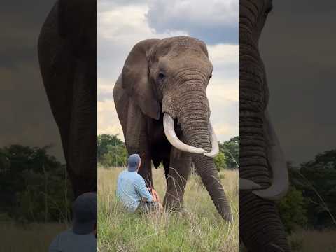 How Were This Baby Animals ? #viralvideo