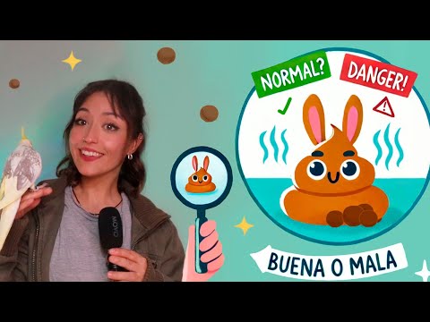 Todo lo que debes saber sobre la caca de tu conejo