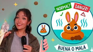 Todo lo que debes saber sobre la caca de tu conejo