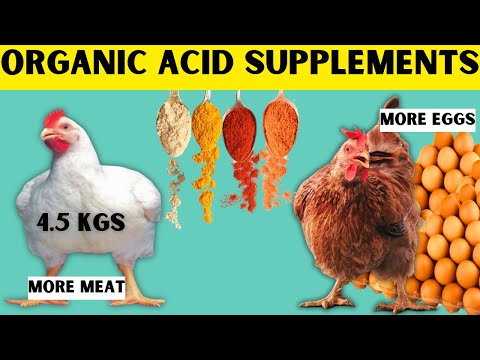 ORGANIC ACIDS SUPPLEMENTS FOR CHICKENS