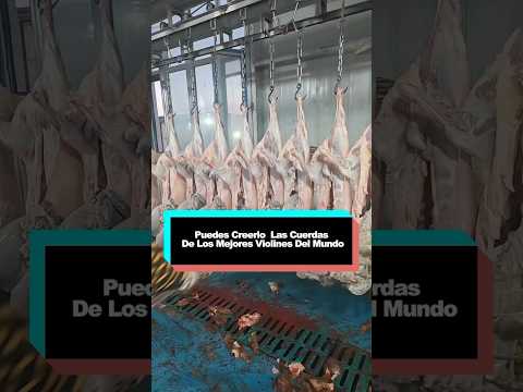 Puedes creerlo? ¡Las cuerdas de los mejores violines del mundo. #funny #youtube #foryou