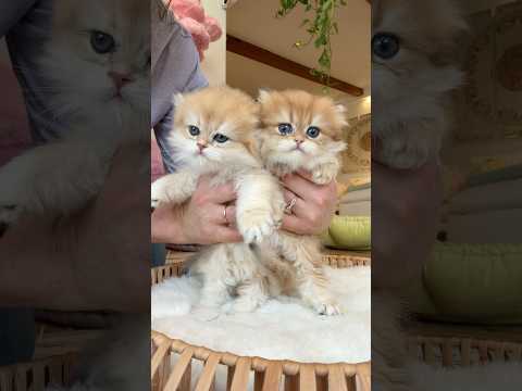 Bottle Feeding my british longhairs #adorable #bottlefeeding #kitten #ragdollcat